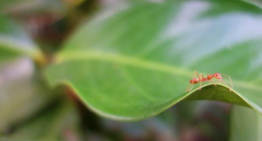 Mravenci na jabloni - jak vyhubit jednou provždy